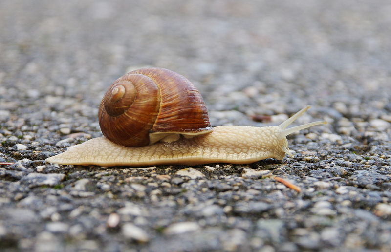 Schnecke auf Asphalt / Gerti Toth